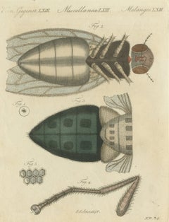 House Fly and Compound Eye Magnified, Antique Bertuch Print, circa 1805