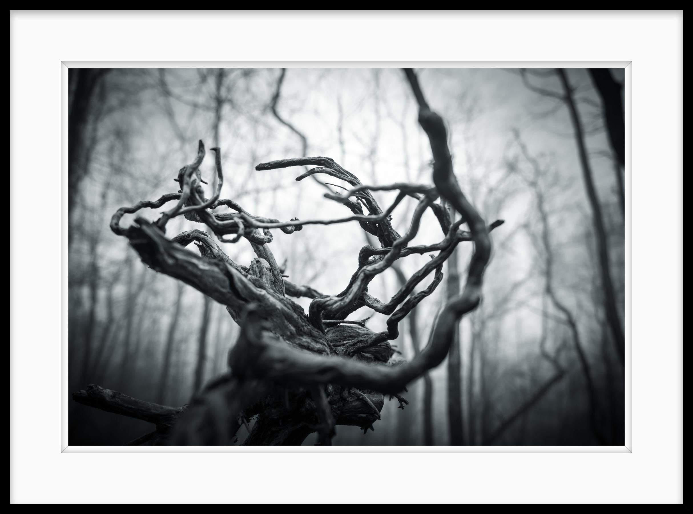 This is a limited edition black and white photograph titled Knarly taken in 2021.  Foggy mornings provide a great opportunity to photograph the particularly twisted branches and trunks that are lying about in my local woods. This specimen however,