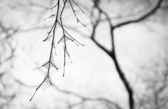 Schwarz-Weiß-Fotografie, limitierte Auflage 2021 „Schneeflocke und Zweige“ 