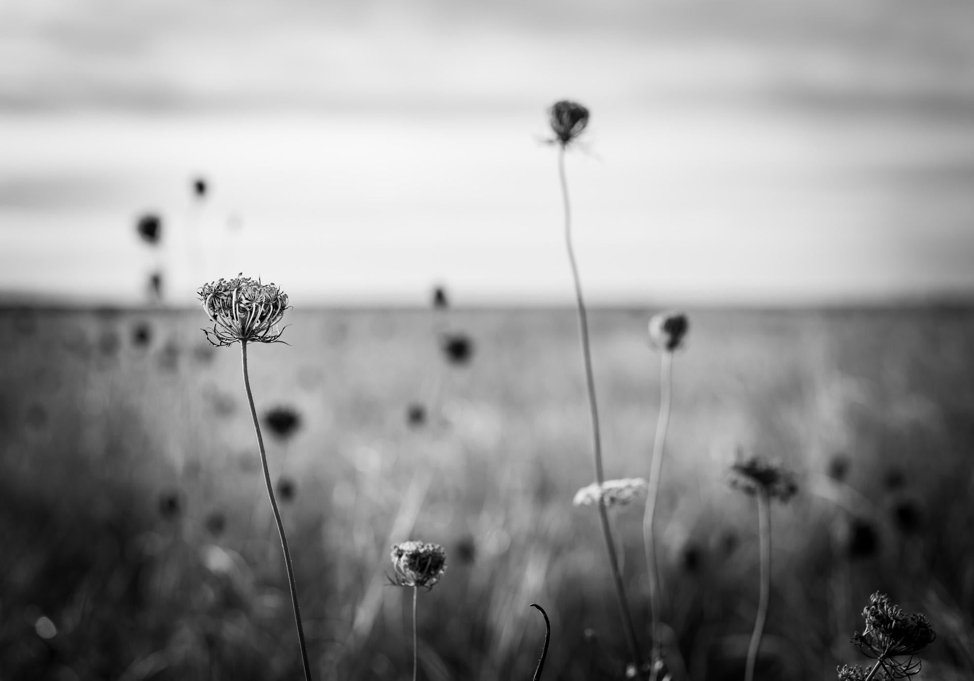 Limited edition black and white photograph on archival pigment print. Created in a large field in Maine as I was losing light. These botanicals were everywhere but it was still challenging to get a good composition. 

About:
Lewis’ artistic practice