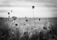 Photographie en noir et blanc «otted Field » ( champ clouté)