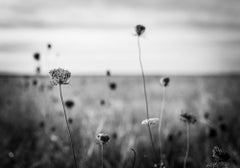 Schwarz-Weiß-Fotografie „Dotted Field“