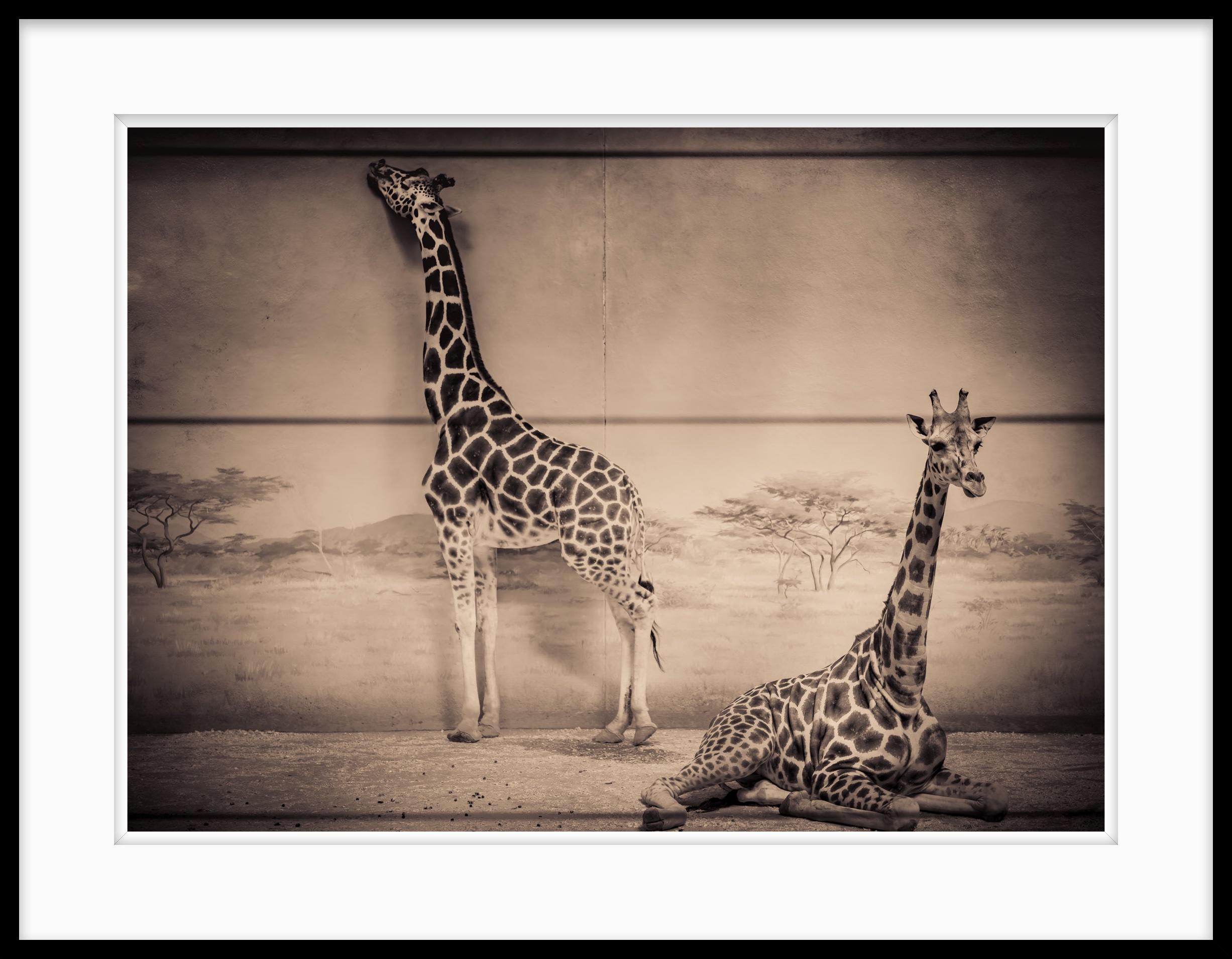 Photographie en noir et blanc « Inside Giraffes » ( Giraffes intérieurs) - Marron Black and White Photograph par Howard Lewis