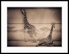 Black and White Photograph "Inside Giraffes"