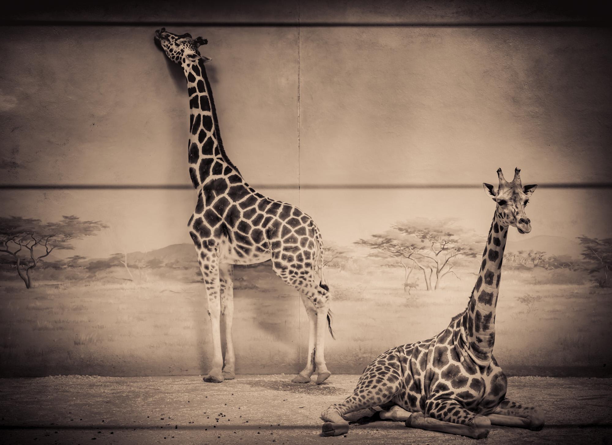 black and white giraffes