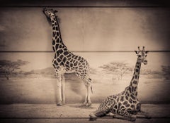 Black and White Photograph "Inside Giraffes"