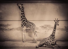 Photographie en noir et blanc « Inside Giraffes » ( Giraffes intérieurs)