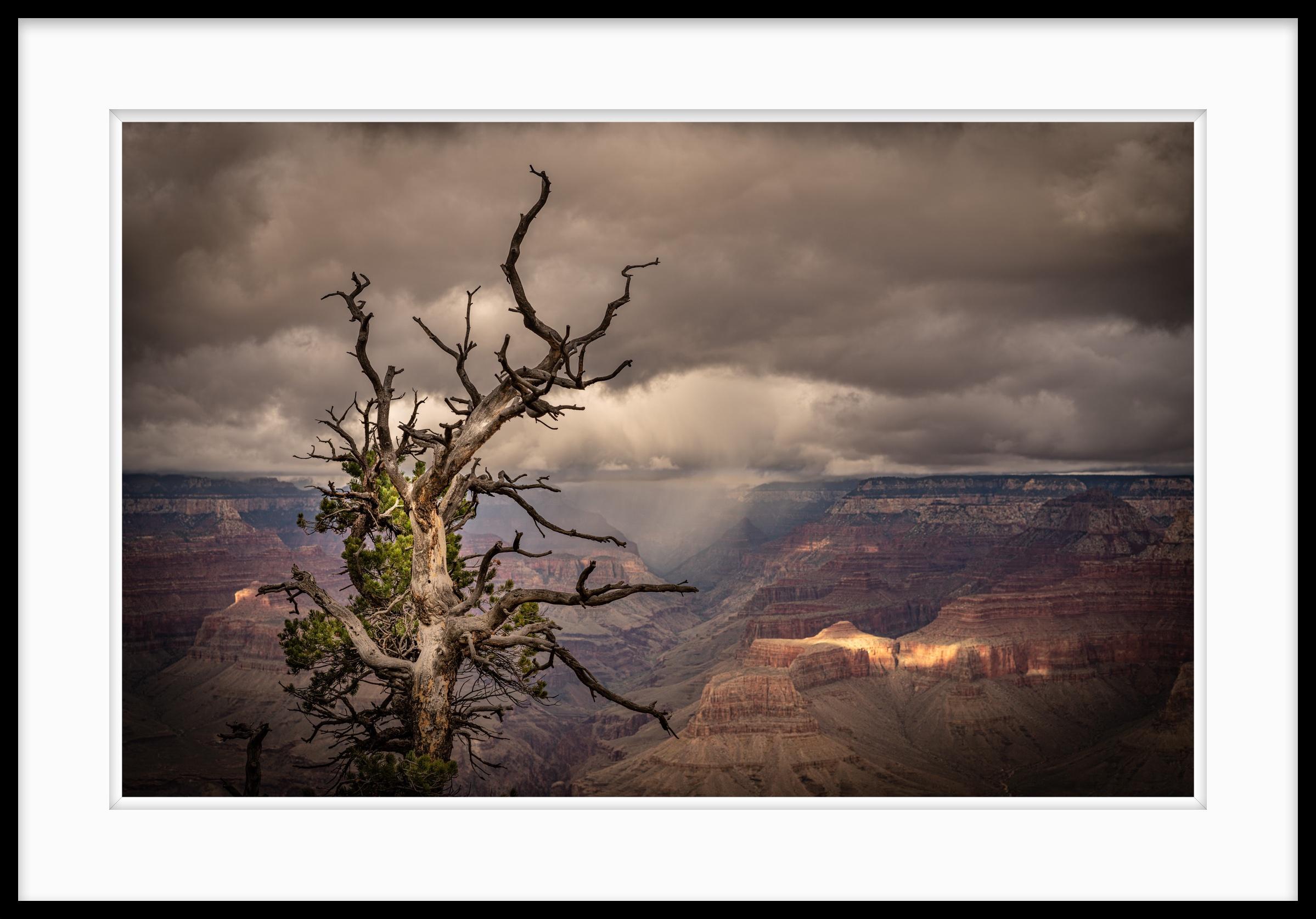  Limited Edition Color Photograph - Tree, Grand Canyon, - Landscape. The image is called Gnarly Tree and Canyon. This very old tree was taken on a photographic road trip through the American West and around the Grand Canyon. A pop up rain storm is