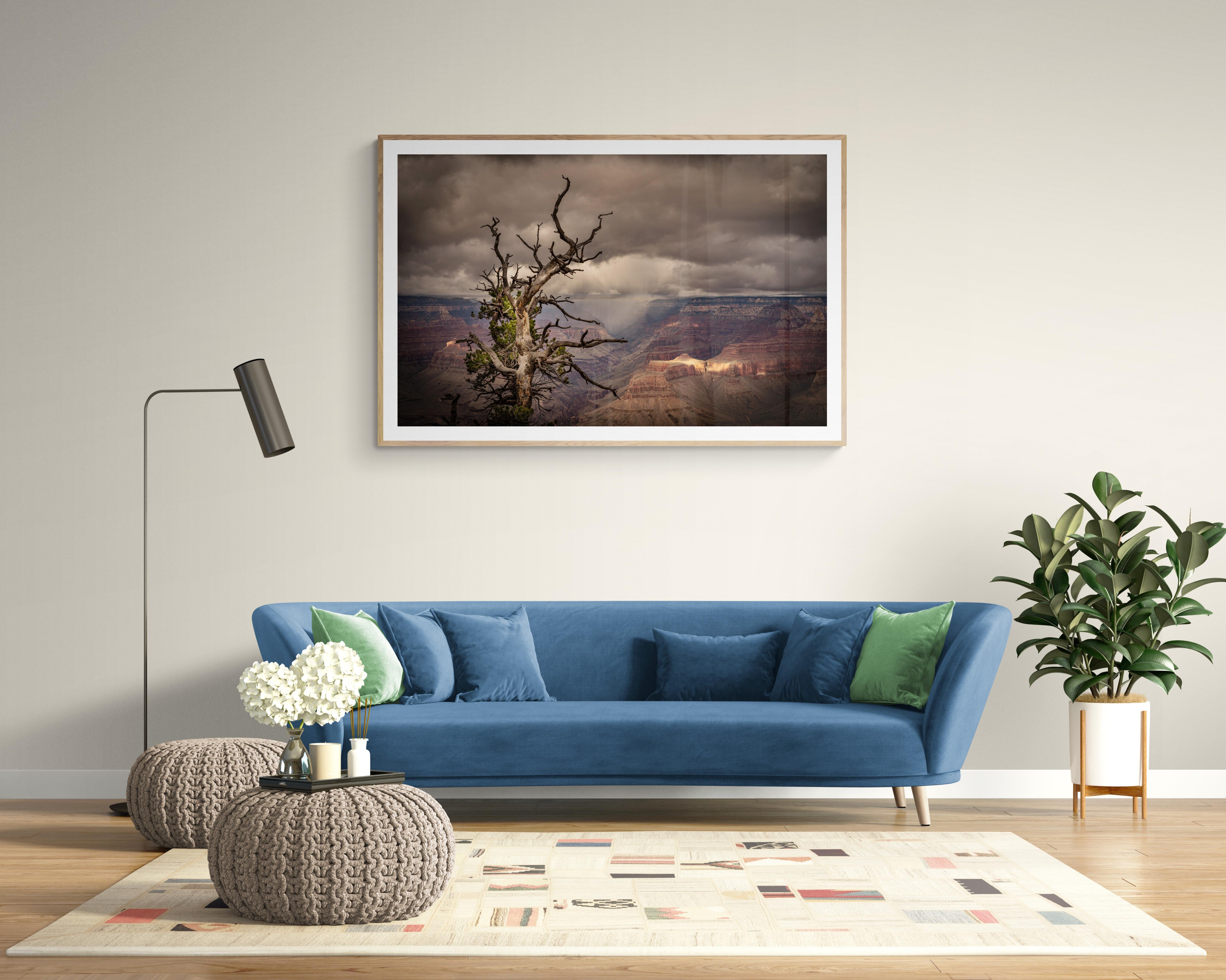  Photographie couleur à tirage limité - Arbre, Grand Canyon, - Paysage. L'image s'appelle Gnarly Tree and Canyon. Ce très vieil arbre a été pris lors d'un voyage photographique à travers l'Ouest américain et autour du Grand Canyon. En arrière-plan,