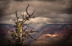  Limited Edition Color Photograph - Tree, Grand Canyon, Landscape