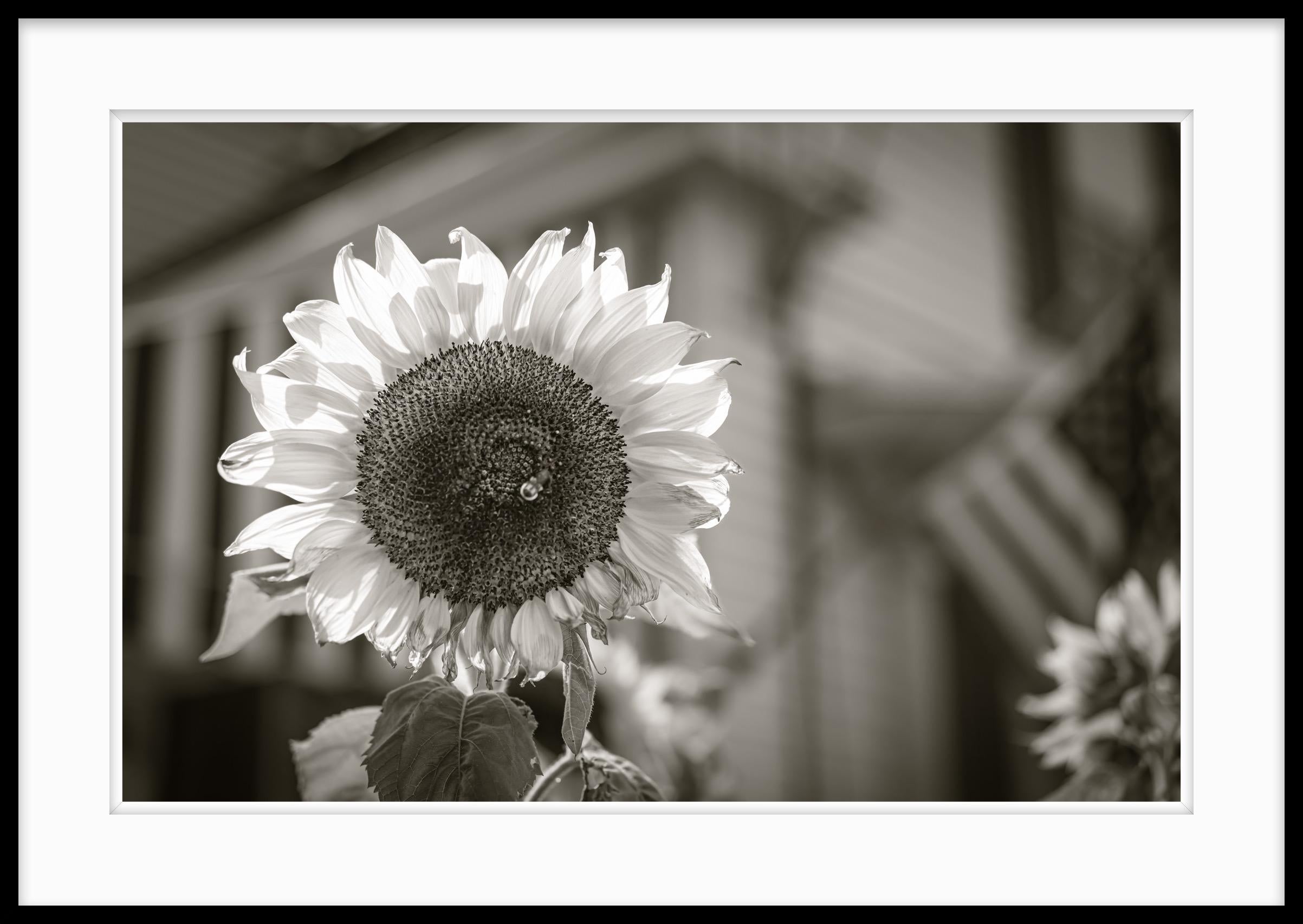  Schwarz-Weiß-Fotografie in limitierter Auflage – Botanical, „ Bright Day“, 20 x 24 – Photograph von Howard Lewis
