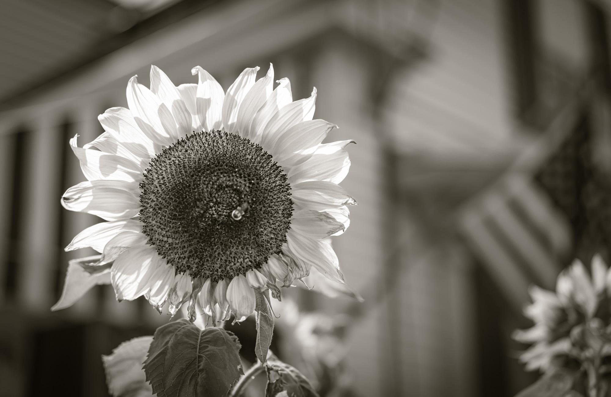   Limited Edition Black and White Photograph - Botanical, " Bright Day", 2020. Taken on one of the most sun drenched, all is well days, where the garden landscapes are well cared for in Provincetown, MA on Cape Cod. The honeybee front and center is