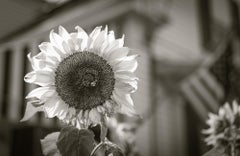  Photographie en noir et blanc à tirage limité - Botanique, "Bright Day", 30 x 40
