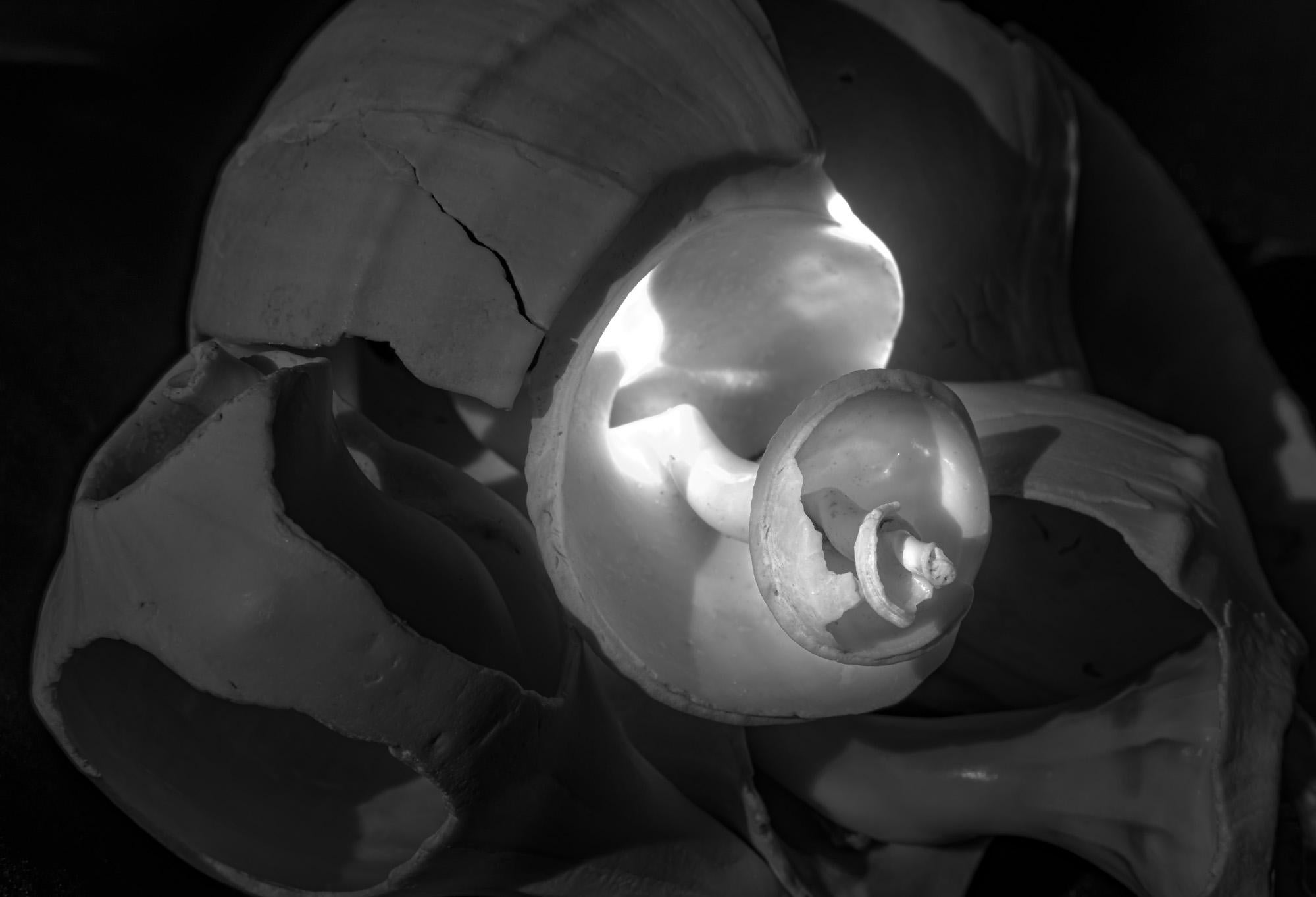 Limited edition still life black and white archival pigment print of these found shells with Lewis' signature lighting style. Title - "Spiraling Out"

About:
Lewis’ artistic practice often explores science, engineering, technology, and innovation.