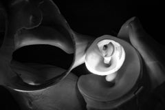 Limited Edition  Black and White Photograph Shell "Spiraling Up" 30 x 40