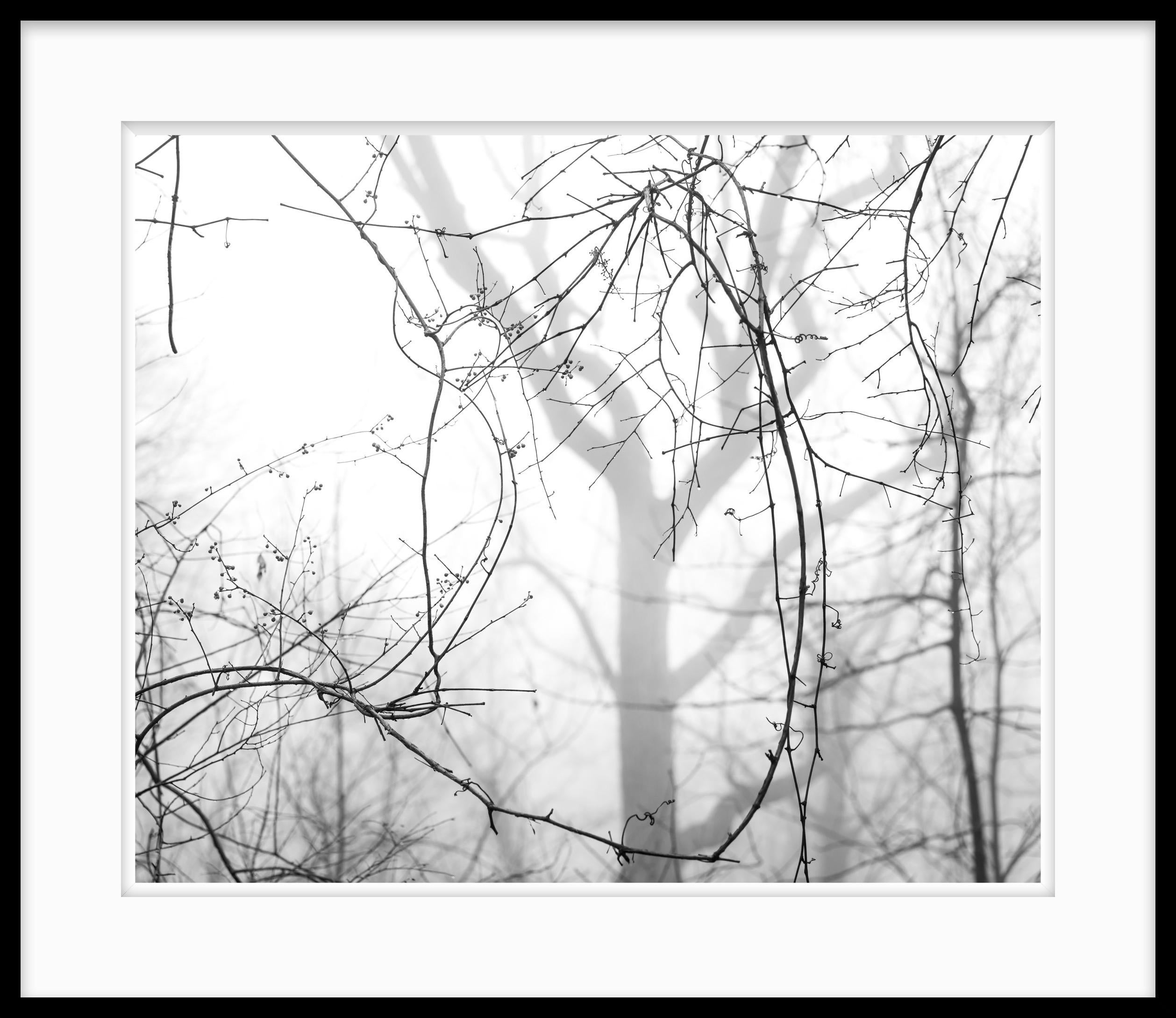Limited Edition Black and White Photograph, 