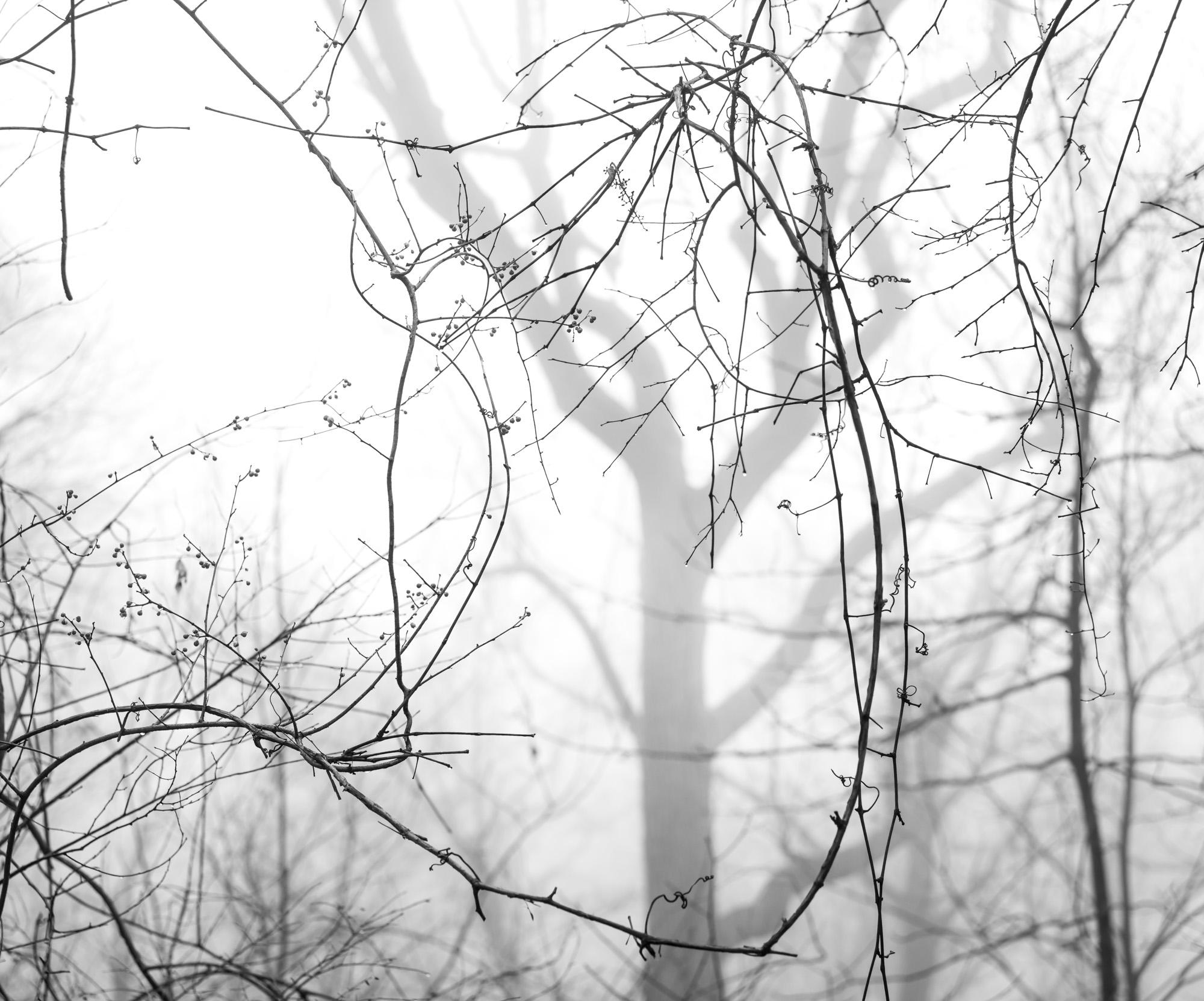 Limited Edition Black and White Photograph, " Twigs and Fog ", 2020. Photographing on rainy foggy days can be miserable but it has it's rewards.

About:
Lewis’ artistic practice often explores science, engineering, technology, and innovation. His