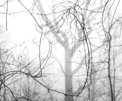 Schwarz-Weiß-Fotografie in limitierter Auflage, "" Zweige und Fog", 2020