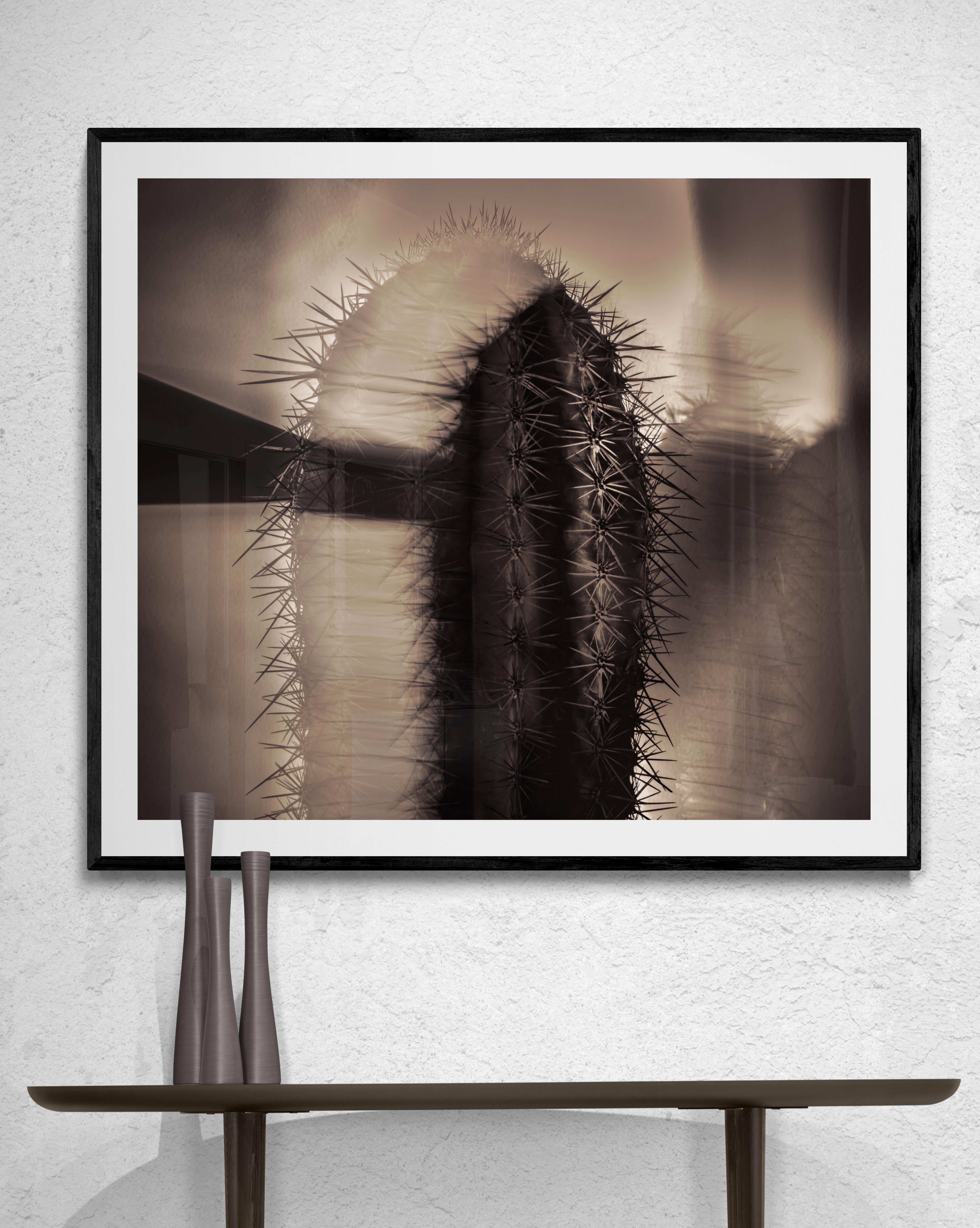  Limited Edition Color Photograph - Still Life, Desert Botanical 2016. This image is called Thorny Affair. The photographer was influenced by several trips through the American desert. These images depart from his usual subject matter and often