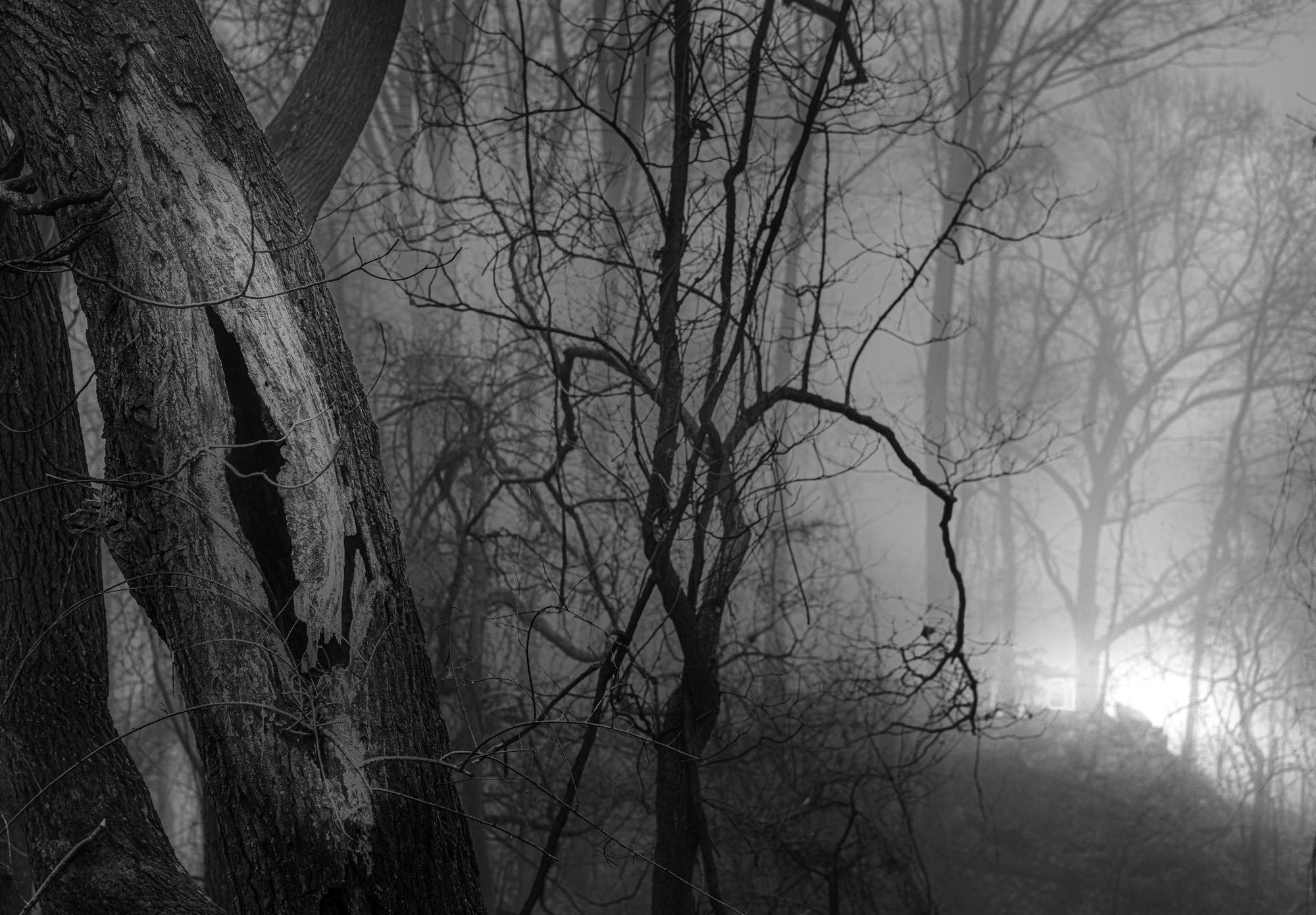 Howard Lewis Landscape Photograph -  Night Landscape Black and White Photograph "Mystery Woods"