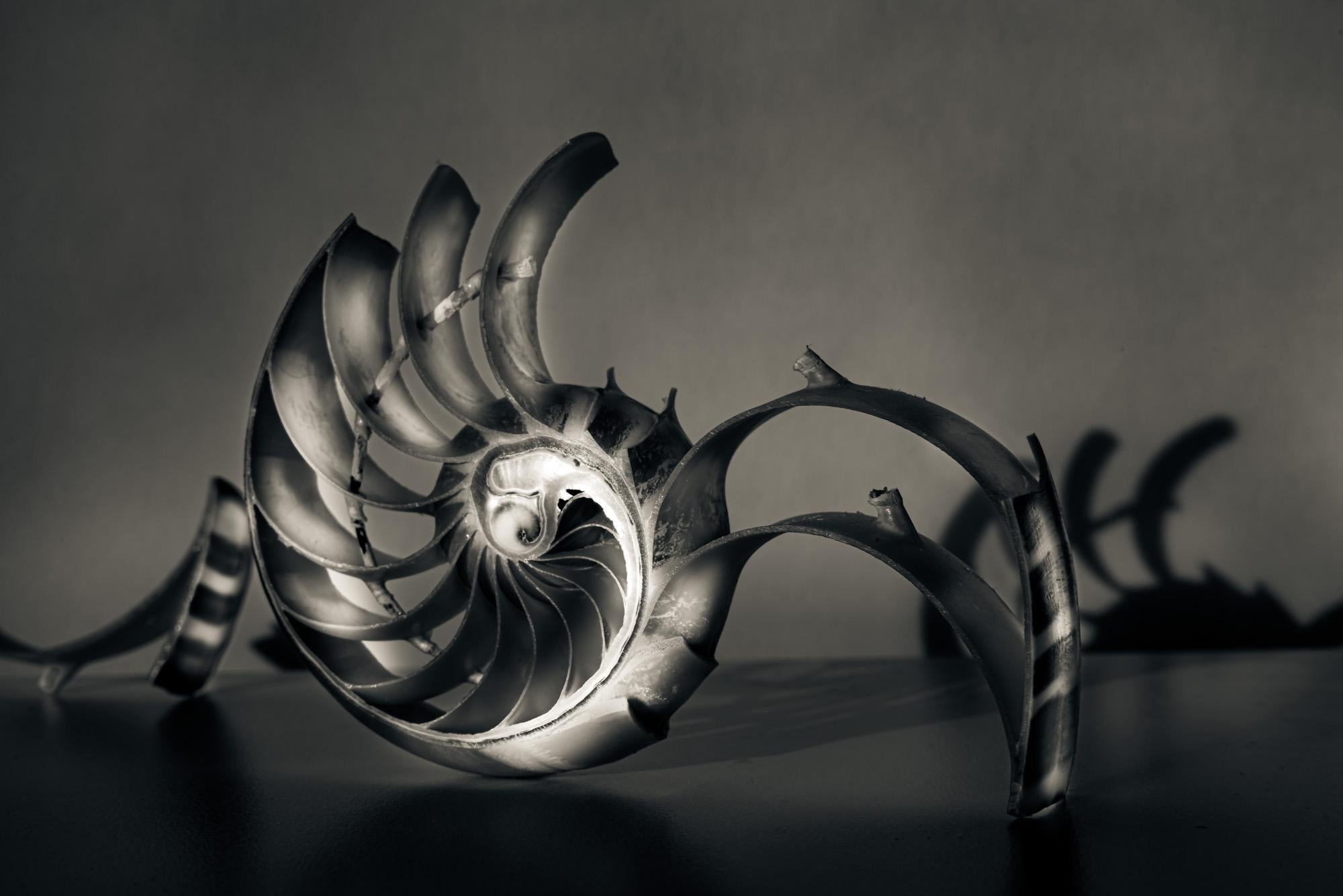 Howard Lewis Still-Life Photograph - Still Life Limited Edition Black and White Photograph Shell " Fibonacci #1 "