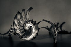 Still Life Limited Edition Black and White Photograph Shell " Fibonacci #1 "