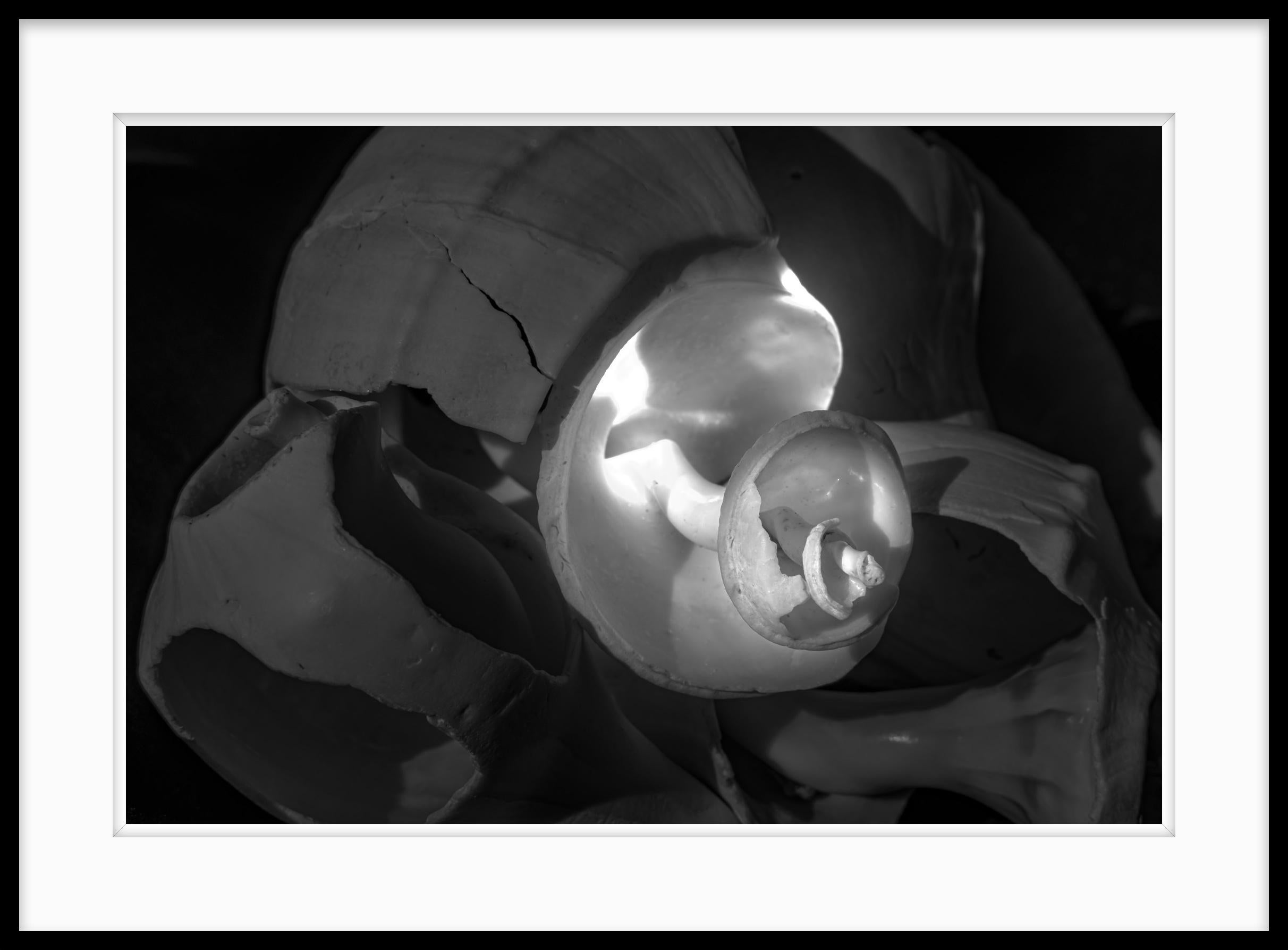 Limited edition still life black and white archival pigment print of these found shells with Lewis' signature lighting style. Title - 