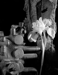 "Iris, Machine Part",  digital black and white still life photograph 