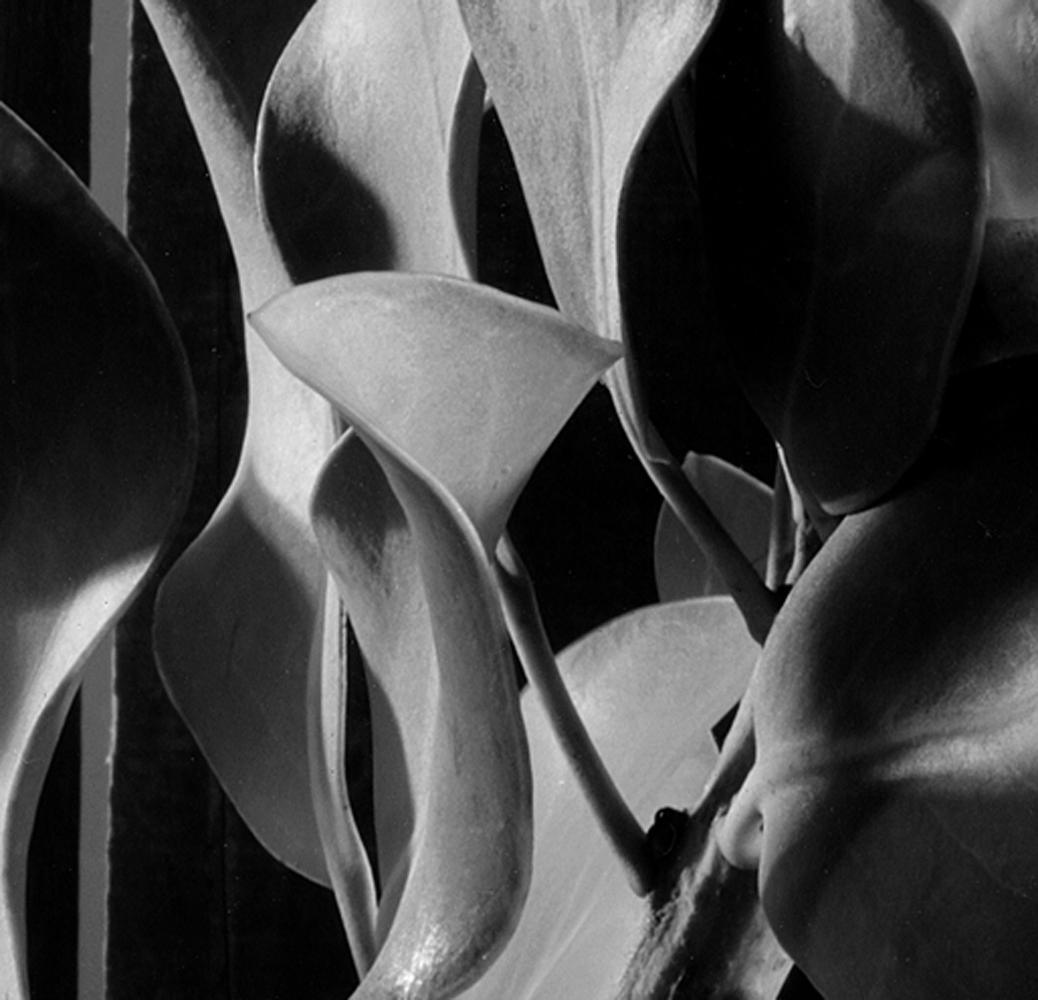 “King Protea”, digital black and white still life photograph - Photograph by Howard Nathenson