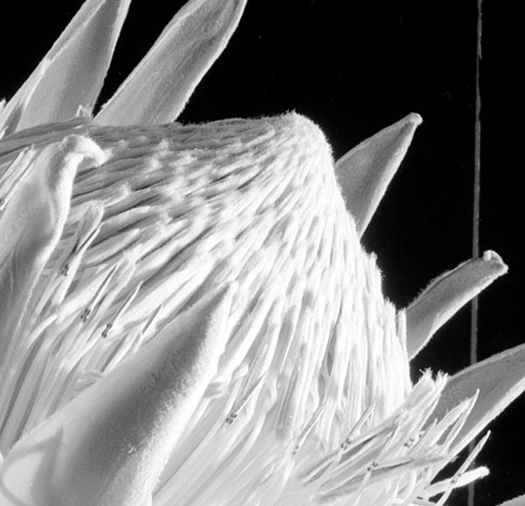 “King Protea”, digital black and white still life photograph - Contemporary Photograph by Howard Nathenson