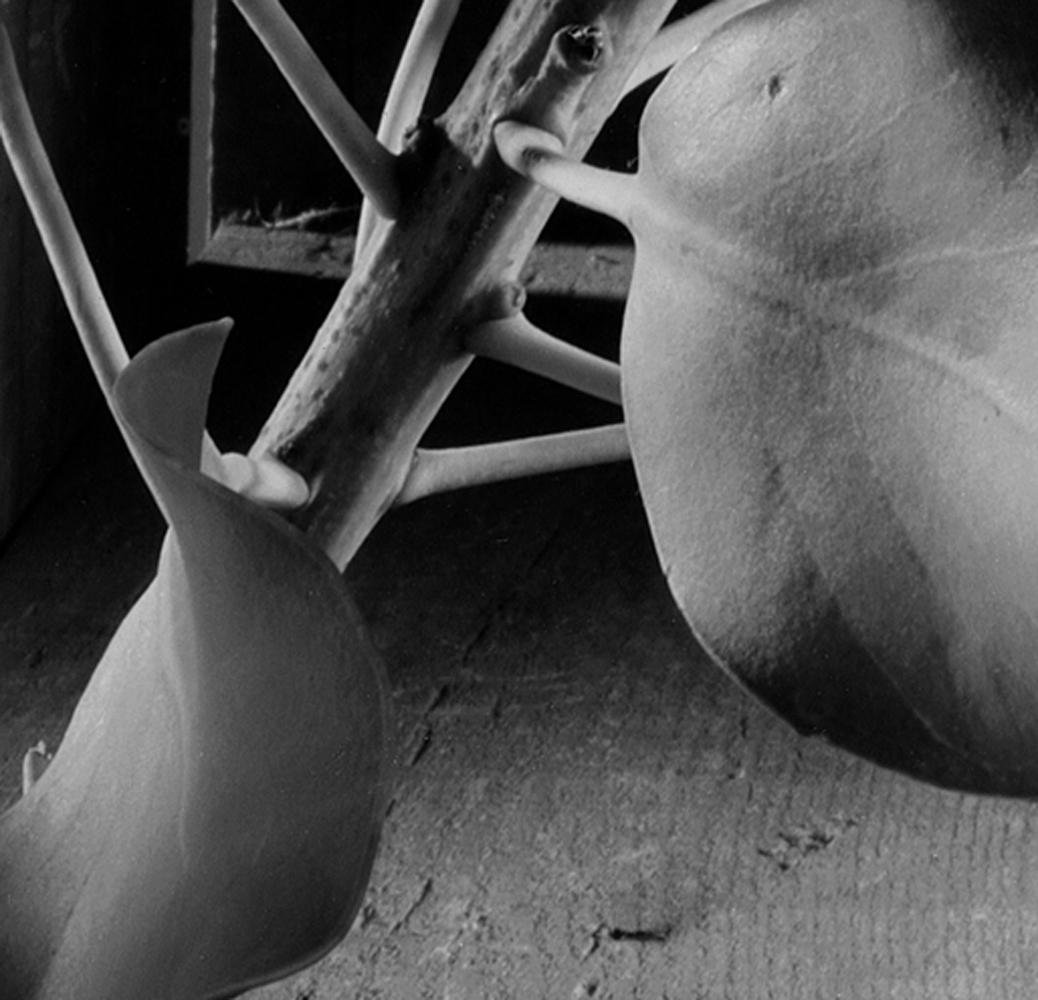 “King Protea”, digital black and white still life photograph - Black Still-Life Photograph by Howard Nathenson