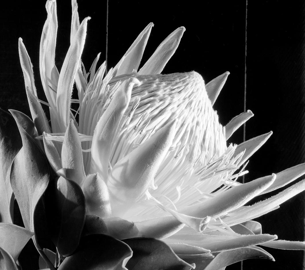 King Protea, black and white still life photograph is digitally printed on archival paper from a series of photographs based on the human drama and metaphors for nature and human form.

Howard Nathenson is a nationally exhibited painter and