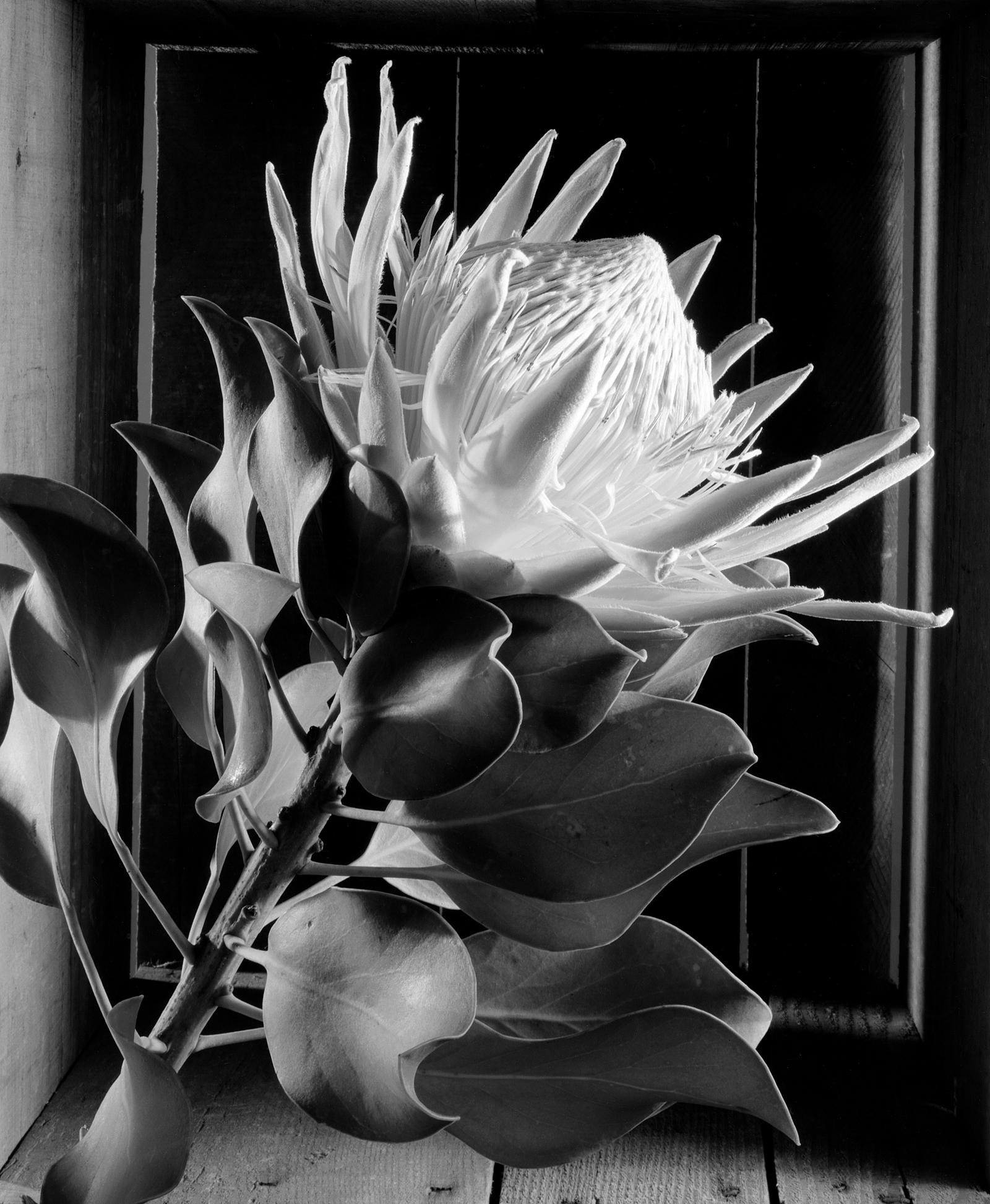 Howard Nathenson Still-Life Photograph - “King Protea”, digital black and white still life photograph