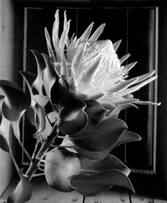 “King Protea”, digital black and white still life photograph