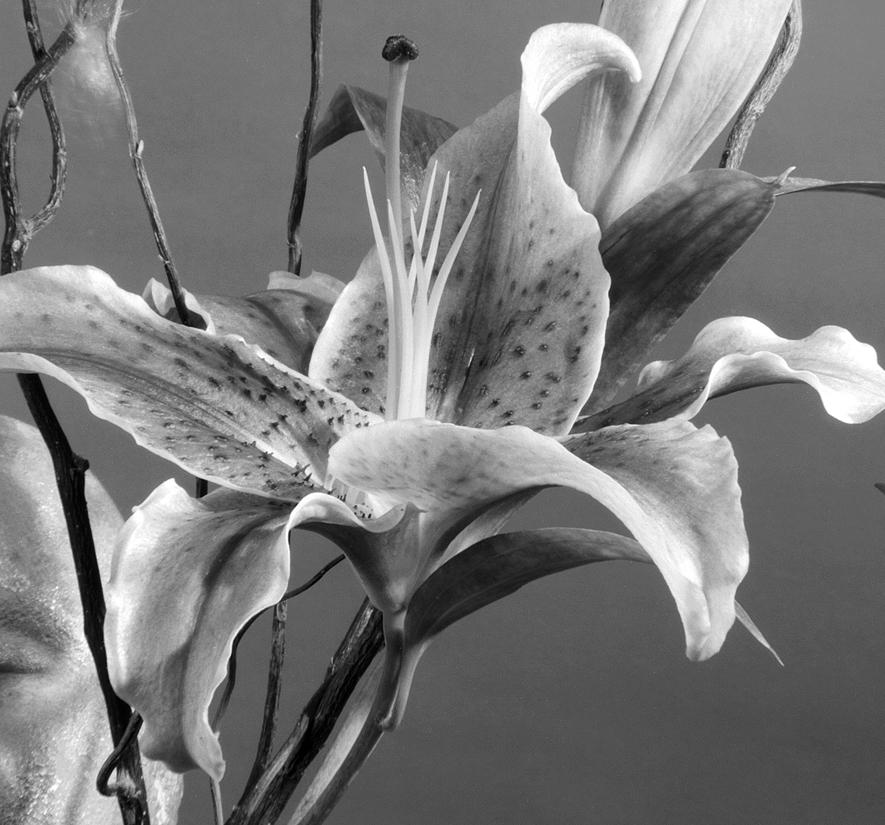 “Lily, Aluminum Face”, digital black and white still life photograph - Contemporary Photograph by Howard Nathenson