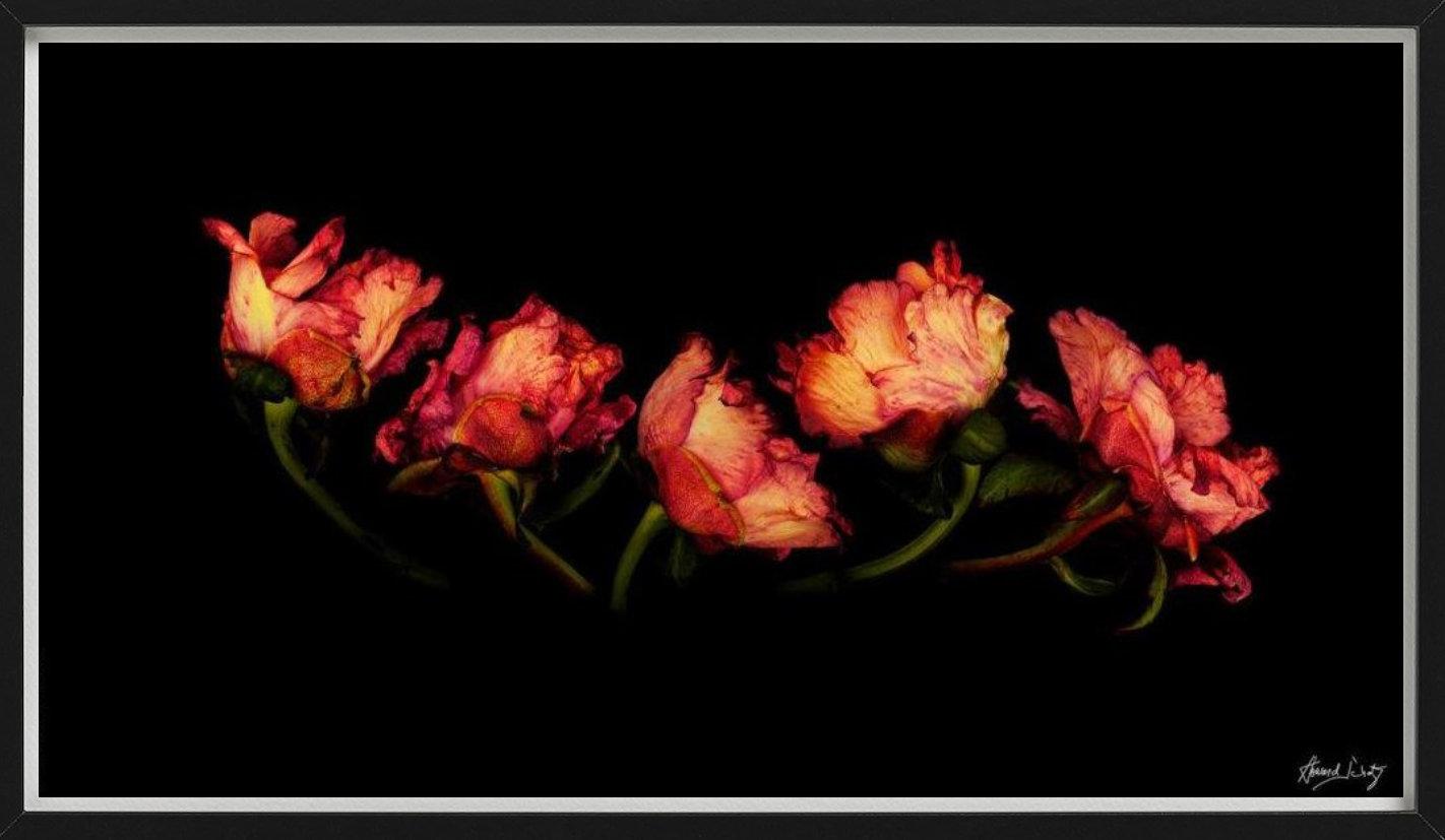 Primer plano de un grupo de Peonys comunes de color naranja y rojo, fotografiado por Howard Schatz en 2004.

Todas las impresiones son de edición limitada. Disponible en varios tamaños. Enmarcado de alta gama a petición.

Todas las impresiones están