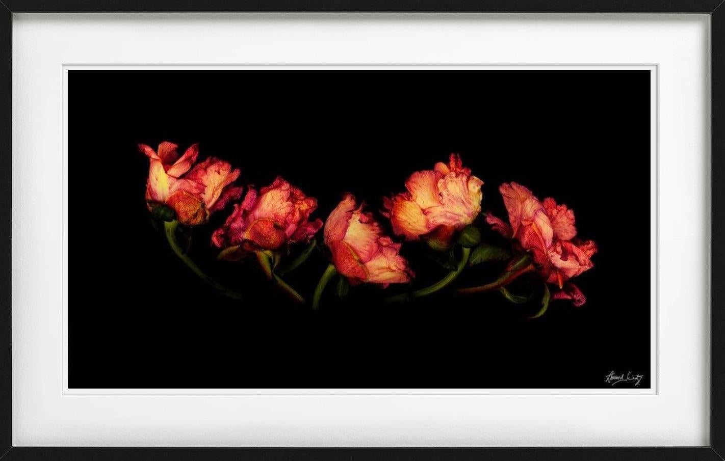 Antología Botánica - Naturaleza muerta de la peonía común, Fotografía artística, 2004 en venta 1