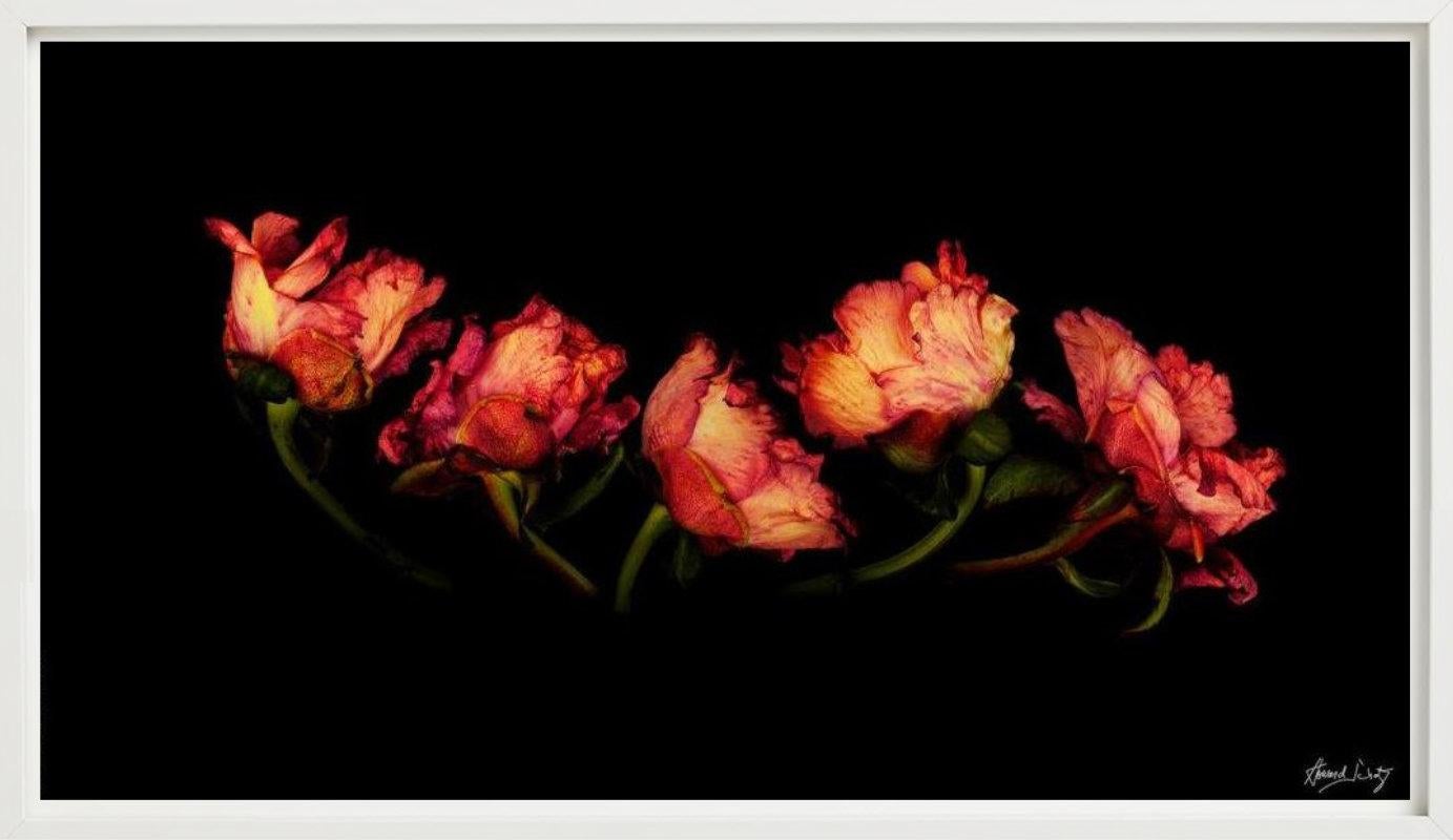Antología Botánica - Naturaleza muerta de la peonía común, Fotografía artística, 2004 en venta 2