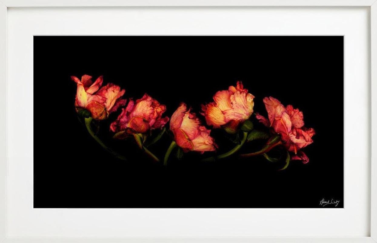 Antología Botánica - Naturaleza muerta de la peonía común, Fotografía artística, 2004 en venta 3