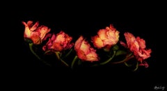 Anthology Botanica - Common Peony Stilllife, Fine Art Photography, 2004