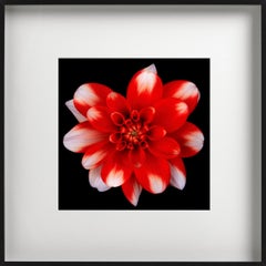Botanica 4 - Flower Closeup in Red, Fine Art Photography
