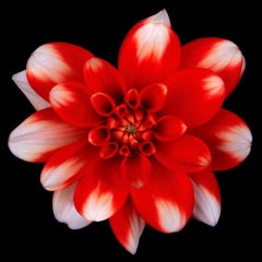 Botanica 4 - Flower Closeup in Red, Fine Art Photography