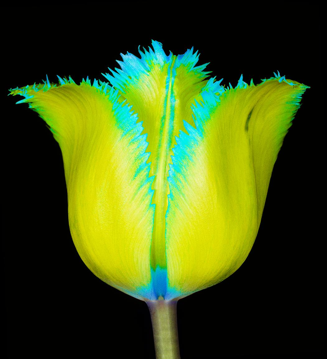 Color Photograph di Howard Schatz - Tulipano di bellezza con frange