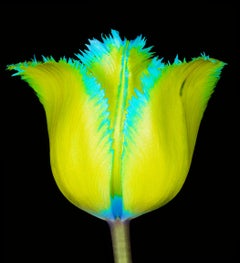 Fringed Beauty Tulip