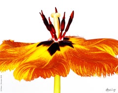 Gudoshnik Tulip