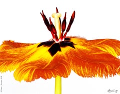 Gudoshnik Tulip 