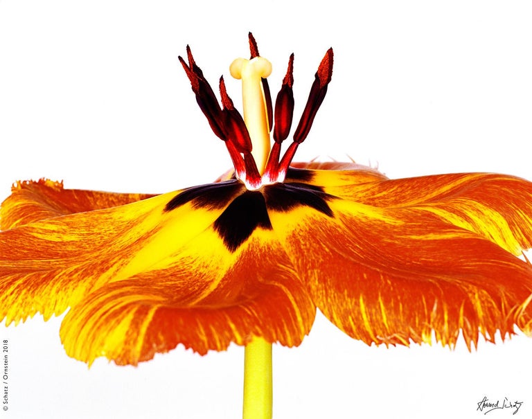 Howard Schatz Color Photograph - Gudoshnik Tulip 