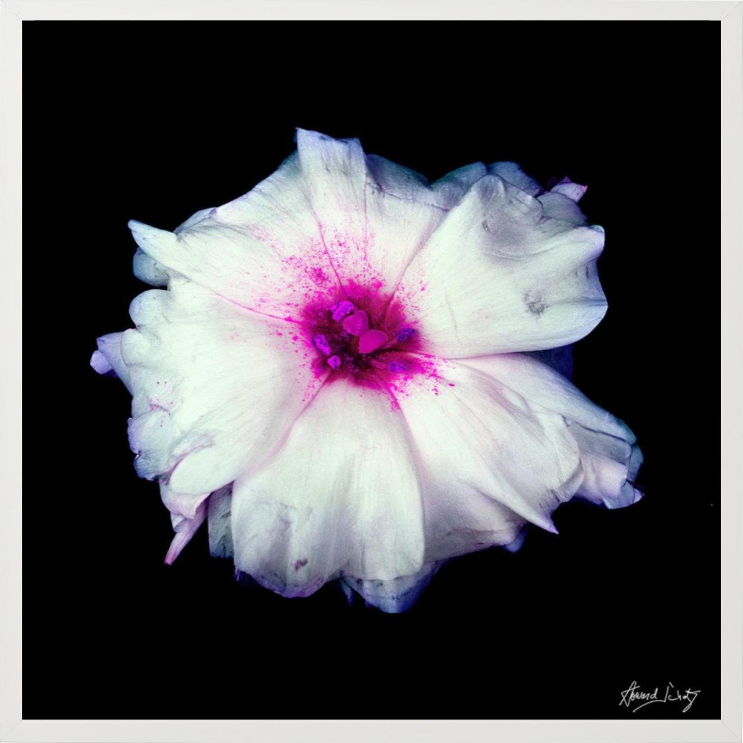 Lisianthus - Closeup of a Pink and White Flower, Fine Art Photography, 2002 - Black Color Photograph by Howard Schatz