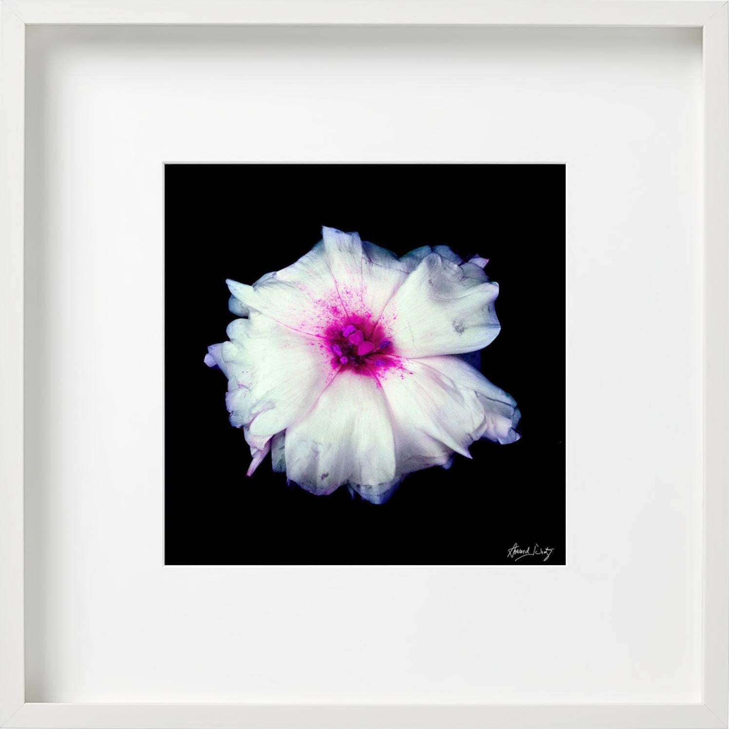 Lisianthus - Closeup of a Pink and White Flower, photographie d'art, 2002 - Contemporain Photograph par Howard Schatz