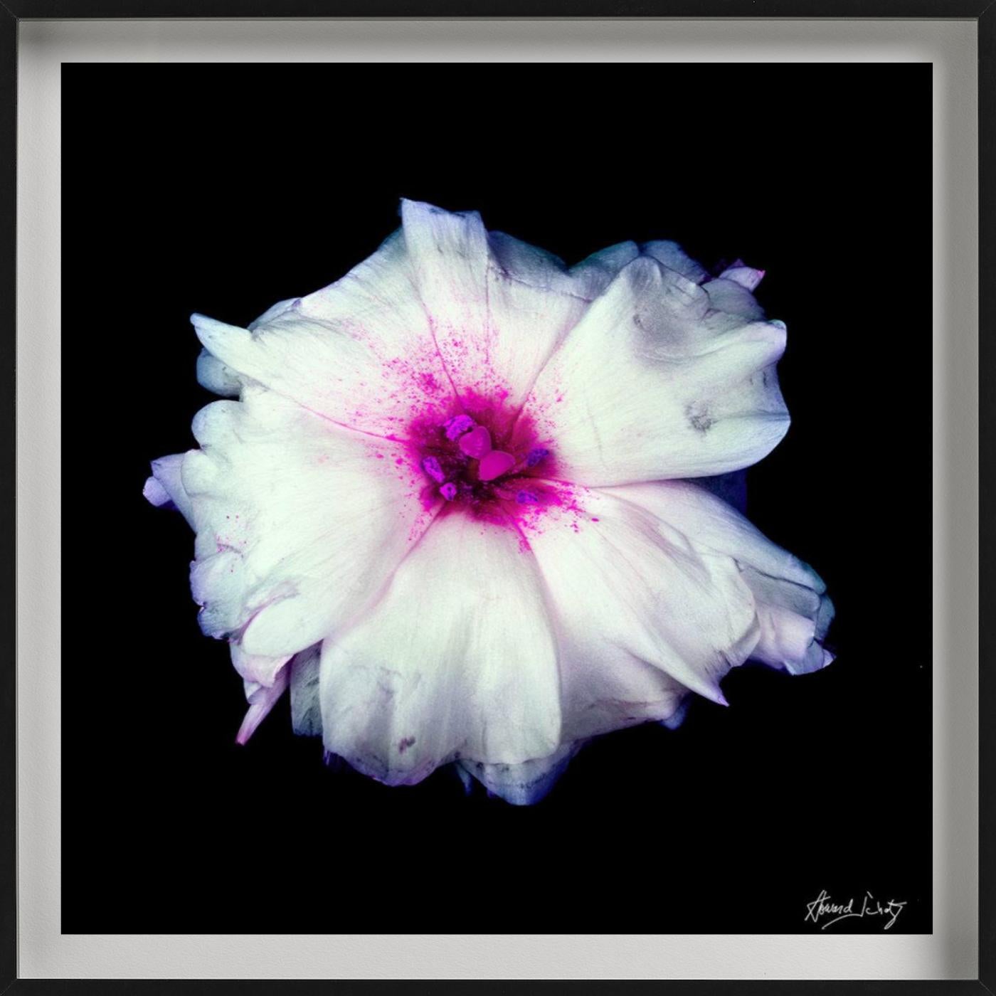Lisianthus - Closeup of a Pink and White Flower, Fine Art Photography, 2002 For Sale 2
